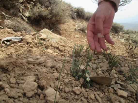 رشد و پیشرفت کاشت گیاهان دارویی کوه منبل ديشموك رضایت بخش است +تصاویر