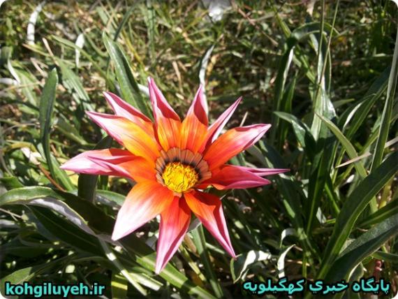 کاشت گل های زیبا در پارک مرکزی دهدشت+ تصاویر