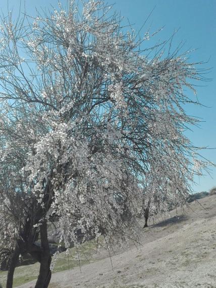 تصاویر/شکوفه های بادام در کهگیلویه/پایگاه خبری کهگیلویه