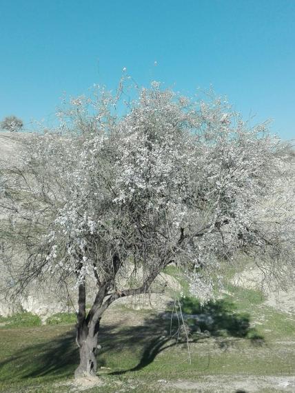 تصاویر/شکوفه های بادام در کهگیلویه/پایگاه خبری کهگیلویه