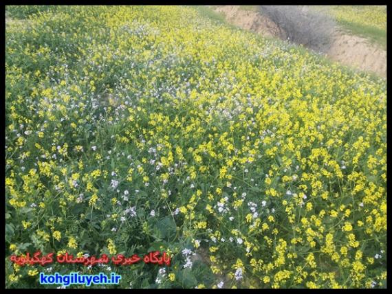 گزارش تصویری/طبیعت زیبا و بهاری دهدشت/پایگاه خبری کهگیلویه