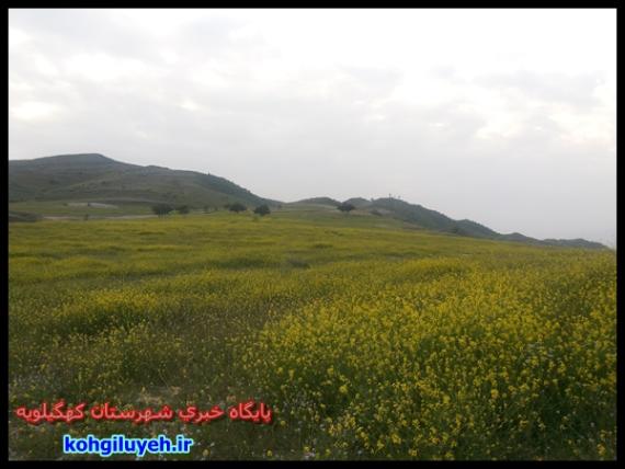 گزارش تصویری/طبیعت زیبا و بهاری دهدشت/پایگاه خبری کهگیلویهرر