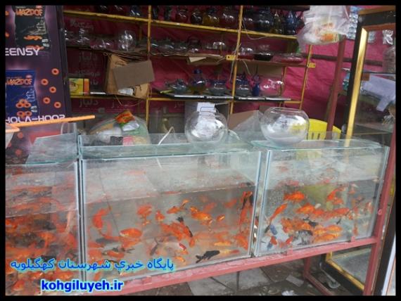 بازار داغ فروش ماهی قرمز در دهدشت+ تصاویر/پایگاه خبری کهگیلویه