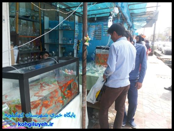 بازار داغ فروش ماهی قرمز در دهدشت+ تصاویر/پایگاه خبری کهگیلویه