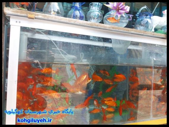 ربازار داغ فروش ماهی قرمز در دهدشت+ تصاویر/پایگاه خبری کهگیلویه